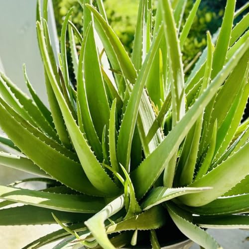 Aloe Vera Aloe Vera Live Plant for Planting in Size