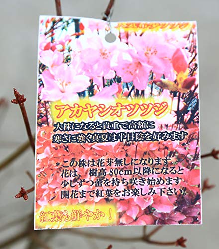 Amazon | 珍品 植木：ヤシオツツジ アカヤシオツツジ あかやしおつつじ