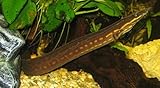 Santboz Fire EEL 4–5” – Live Freshwater Aquarium Fish – Exotic Long-Bodied Species from Southeast Asia – Peaceful and Hardy – Perfect for Large Community Tanks and Experienced Hobbyists