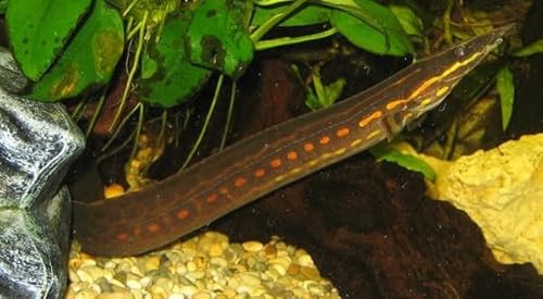 Santboz Fire EEL 4–5” – Live Freshwater Aquarium Fish – Exotic Long-Bodied Species from Southeast Asia – Peaceful and Hardy – Perfect for Large Community Tanks and Experienced Hobbyists