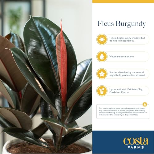 Costa Farms Burgundy Rubber Plant Live Plant in Decorative Pot, Air Purifying Large Indoor Houseplant, Perfect for Home, Room, or Office Decor, Great House Warming or Birthday Gift, 2-3 Feet Tall