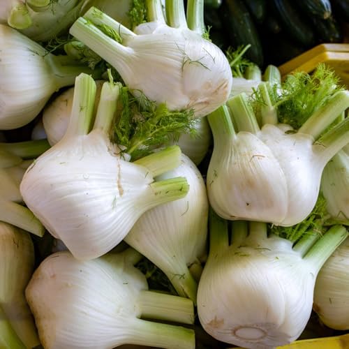 semillas de bulbo hinojo, invierno jardín regalo resistentes. frescas, 200pcs