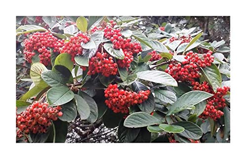 Pcs - 10x Pyracantha Coccinea Firethorn Bush Garden Pflanzen-Samen B2245 - Seeds & Plants Shop by Ipsa