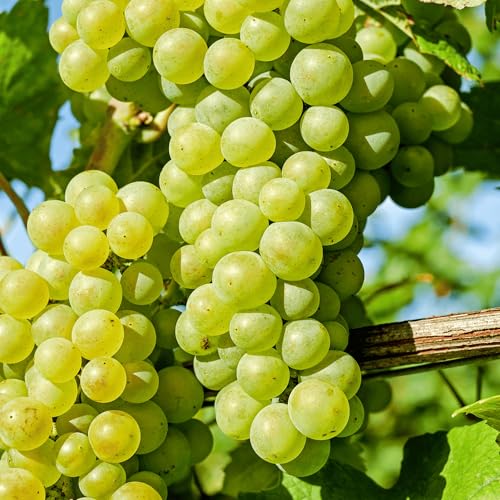 Himrod Seedless Bare Root Grape Vine - Honey-Sweet Green Table Grape! 1-Year Old Plant with Free...