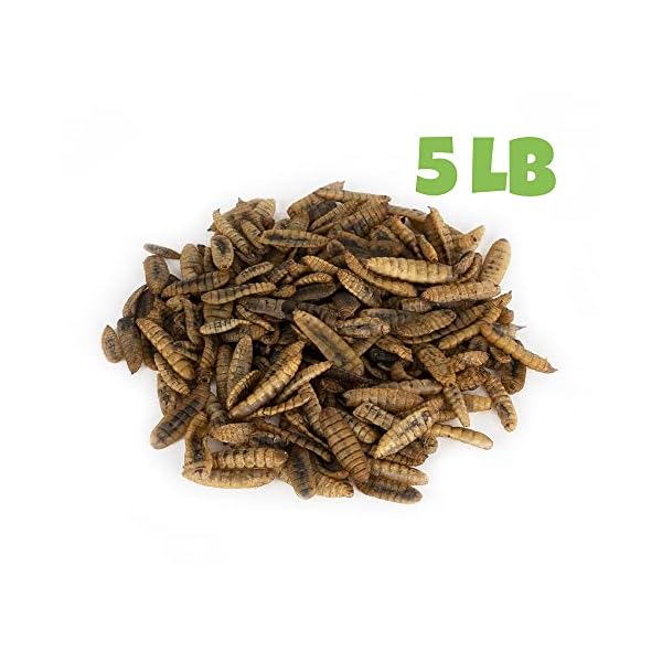 North American Grown Dried Black Soldier Fly Larvae (5 lbs) More Calcium Than Mealworms