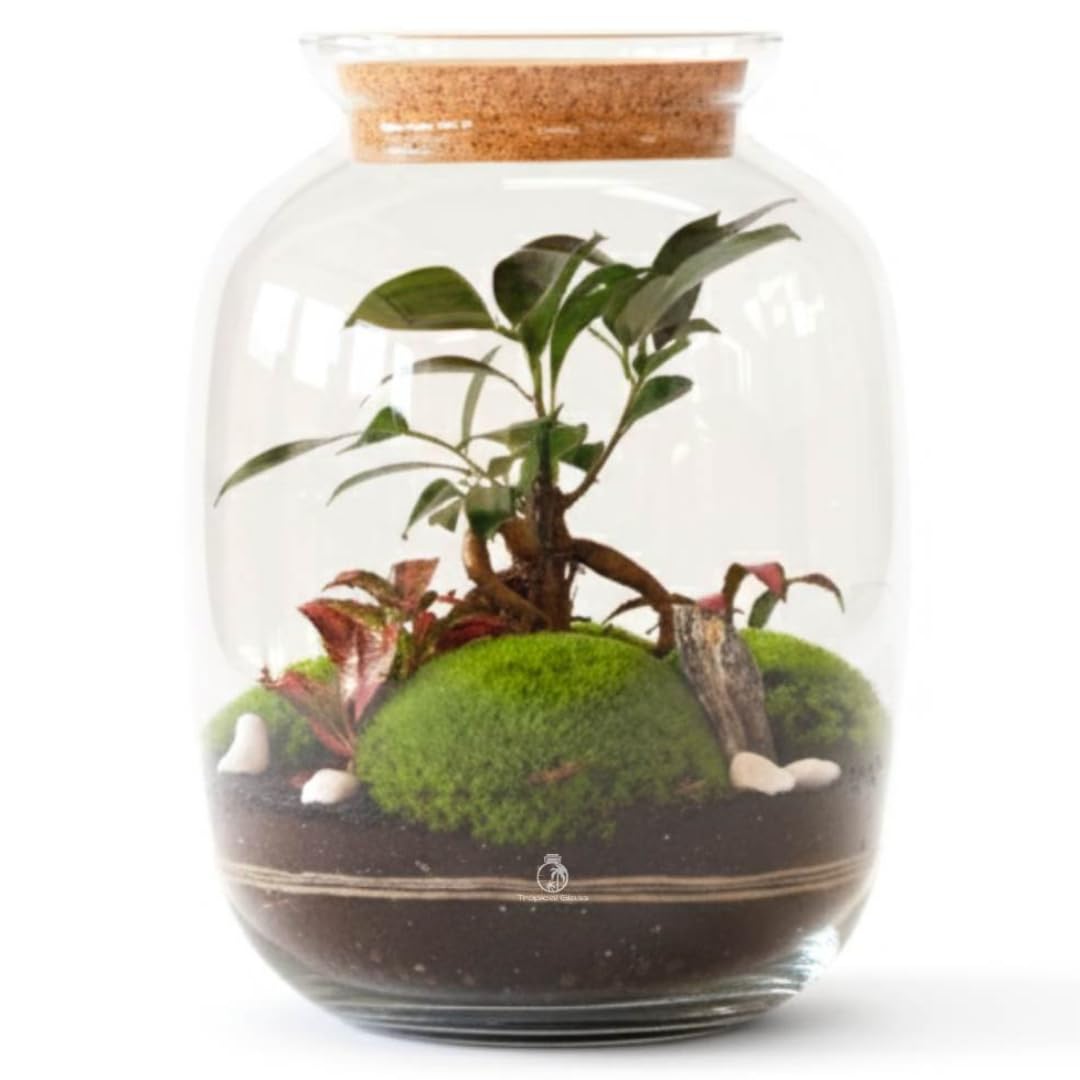 DIY Ficus Bonsai Terrarium Kit with Fittonia & 3 x Cushion Moss, H:32 cm Mouth-blown Glass Jar with Cork Lid – Indoor Garden Set for Home, Office and Plant Lovers (with Standard Lid)