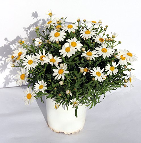 MARGARITA - ARGYRANTHEMUM DE COLOR VARIADO. ¡¡¡PLANTA NATURAL ¡¡¡ altura: 17 cm aproximado, contenedor: 13 cm. ENVIOS SOLO PENINSULA