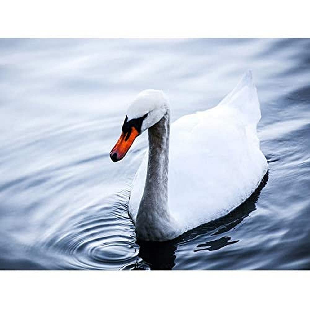 Artery8 Feifei Mute Swan Lake Bird Photo Unframed Wall Art Print Poster Home Decor Premium
