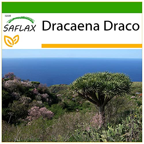 SAFLAX - Drachenbaum - 5 Samen - Mit keimfreiem Anzuchtsubstrat - Dracaena Draco