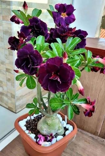 Image of Adenium Live Plant with Pot | Desert Rose Flowering Bonsai Plant for Home Garden Balcony | Beautiful Ornamental Flower Plant for Indoor Outdoor Decoration a€ inch Pack of 1