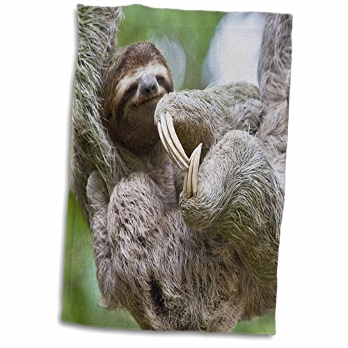 3dRose Brown-Throated Sloth Wildlife Hand Towel #TOP15