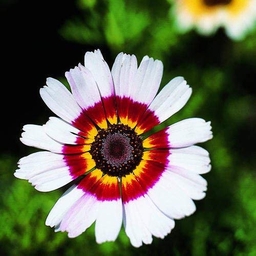 200 + PINTADAS semillas de flores silvestres MARGARITA Tricolor crisantemo Norte de África anuales