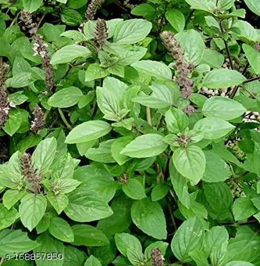 Growcity-Kapoor Tulsi Basil Camphor Basil Holy Basil Kapoor Ocimum kilimandscharicum Living Plant. (B0CVFPH8JN) Amazon Price History, Amazon Price Tracker