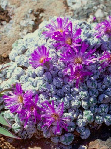 Rare ANTIMIMA ENVOLUTA @j@ Living Stone Rock mesembs Pebble 15 CT