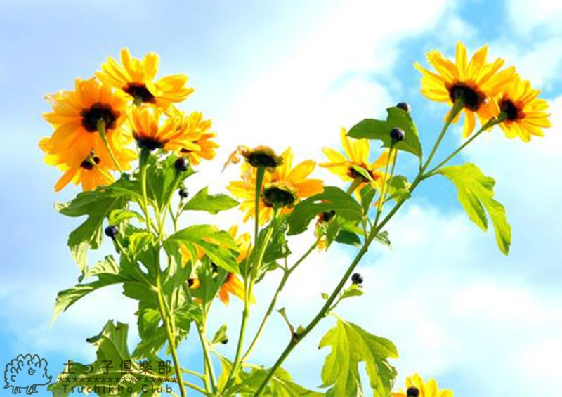 Amazon.co.jp: 皇帝ひまわりゴールデンガリバー（宿根性木立ヒマワリ