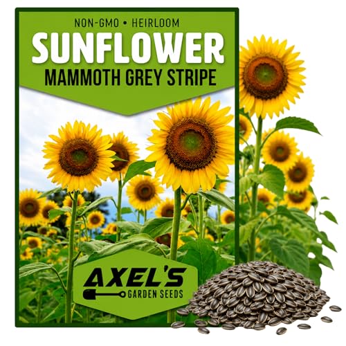 Mammoth Sunflower Seeds for Planting - Grow Giant Sun Flowers in Your Garden - 50 Non GMO Heirloom...