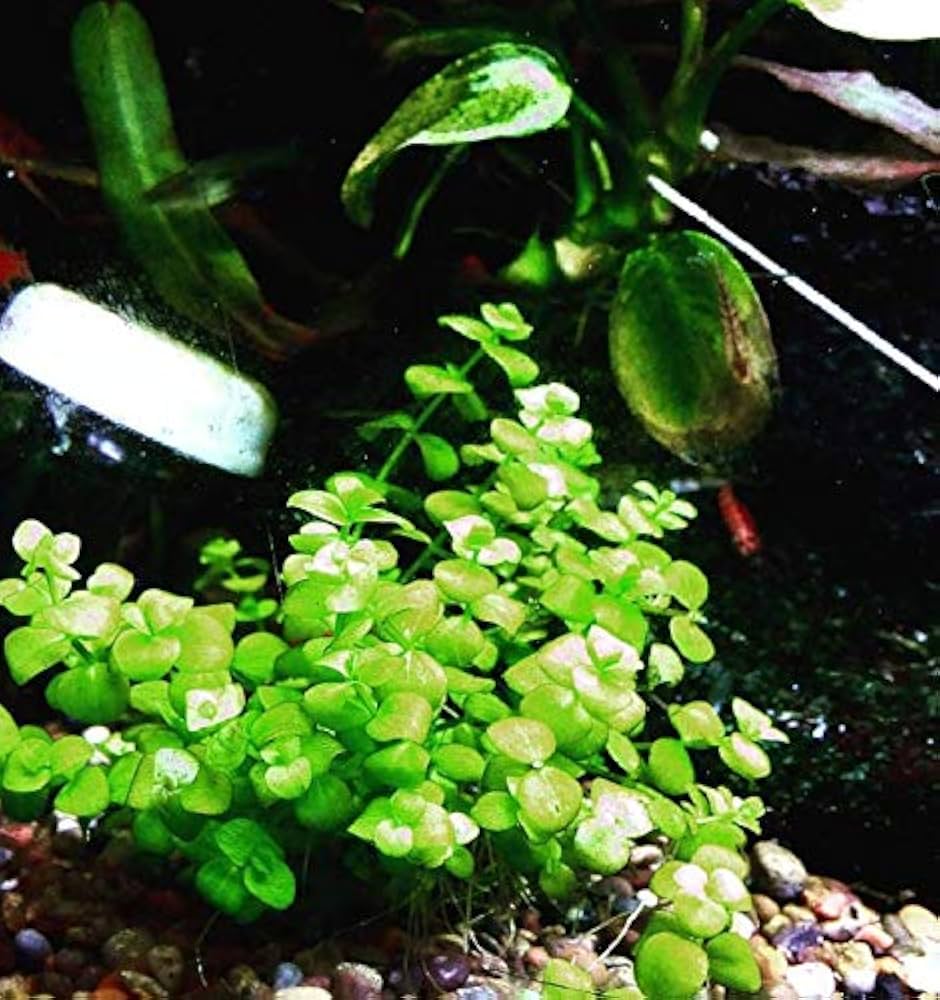 tanaman aquascape amazon