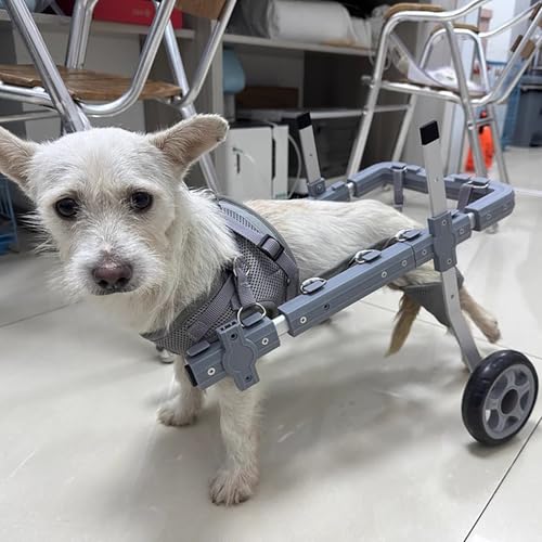 Silla de ruedas para perros pequeños, medianos y grandes con asistencia ligera