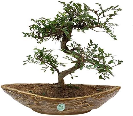 The Bonsai Plants - 7 Years Old Chinese Elm Bonsai Live Real Plant Indoor Outdoor In An Elegant Boat Shaped Original Chinese Ceramic Pot For Home - Low Maintenance - Perfect Gift/Gifting Option