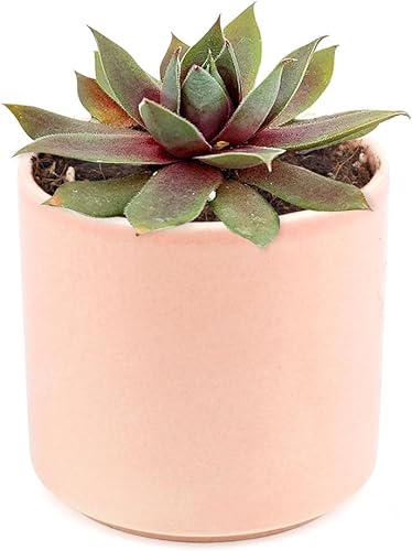 Sempervivum Red Lion - Suculenta en forma de roseta (maceta moderna de coral de 4") Ideas de regalos de suculentas