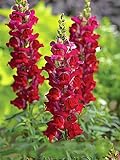 Seeds4planting - Seeds Ruby Snapdragon Giant Annual Flowers Non GMO