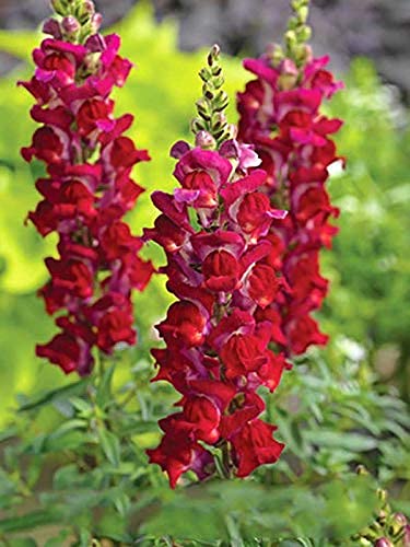 Seeds4Planting - Seeds Ruby Snapdragon Giant Annual Flowers Non Gmo #TOP17