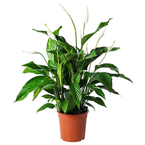 AMPLEX Paquete de 2 plantas de lirio de paz Spathiphyllum, maceta de 6 pulgadas, purificador de aire para interiores y exteriores.