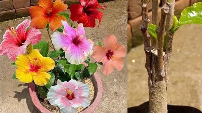 Hibiscus Gudhal Flower Plant Live with Beautiful Plastic Pot. (Hibiscus Flower Plants, Multicolour)