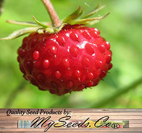  WILD STRAWBERRY プレート23cm4枚 Amazon.com : Big Pack - (5,000) Wild Strawberry, Fragaria