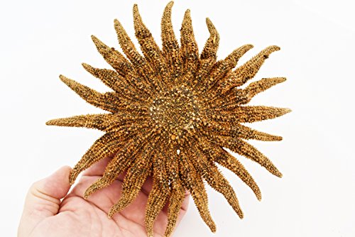 Estrella de Mar Real Secada Multileg "Girasol" 6-7" miniatura 1