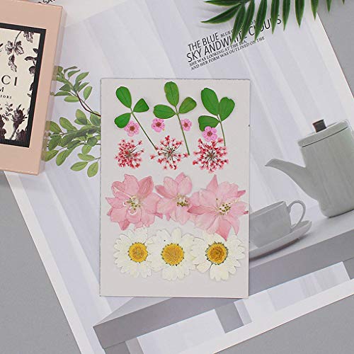 lixuesong 15 peças de enchimento de arte de resina de flores secas real prensado folha de flor DIY m