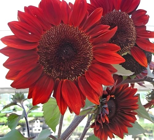 Image of Red Sunflower - Easy-to-Grow Garden Flower Seeds with Stunning Red Blooms (Pack Of 50+ Seed)