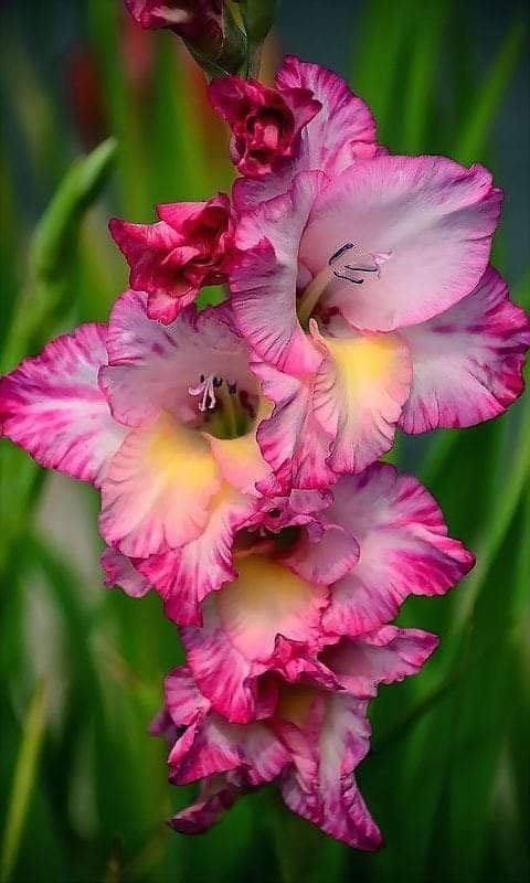 Gladiolus Flower Bulbs All session Imported Vearty for Home and Gardening Pack of 5 bulbs (MATE PINK)