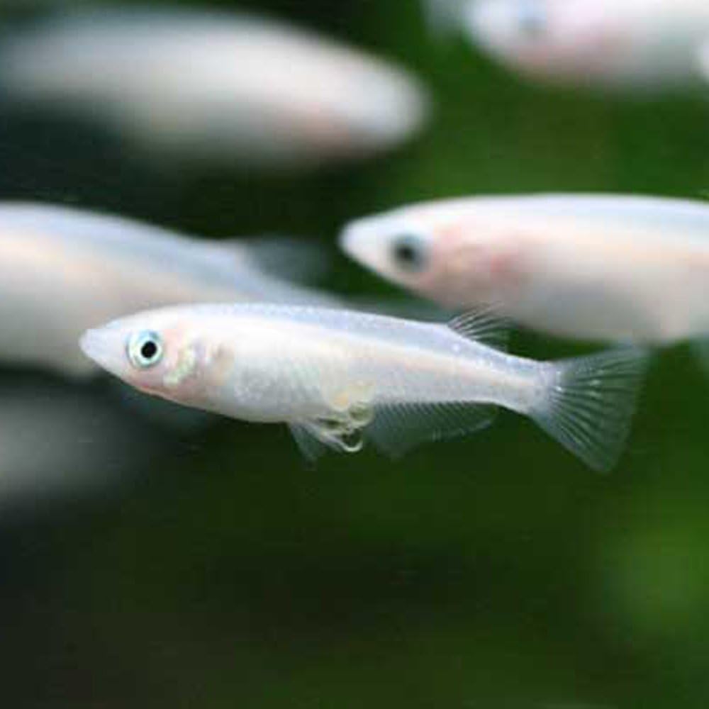 買取 めだか 白メダカ 50匹 観賞魚生体 買取 めだか 白メダカ 50匹 観賞魚生体
