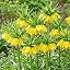 Fritillaria Imperialis Yellow