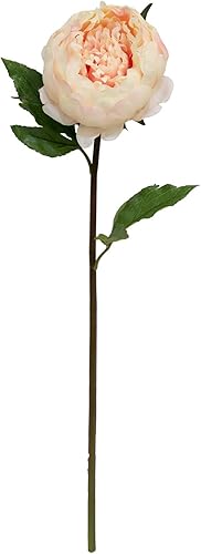 Ashland Tallo de peonía rey