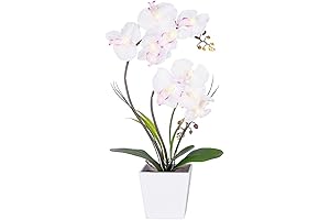 Homeseaons Mother's Day Orchid