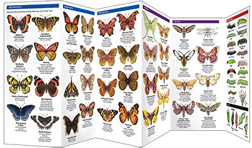 Illinois Butterflies & Moths: A Folding Pocket Guide to Familiar Species (A Pocket Naturalist Guide) - Image 3