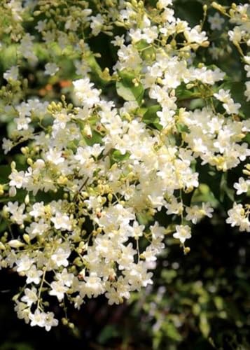 Image of Manimulla Creeper Live Plant or Nagamulla /White Outdoor Flowering Plant /Flowering or Ornamental Live Plant /Beautiful White Creeper Plant | (Porana paniculata) (MANIMULLA FLOWER PLANT)