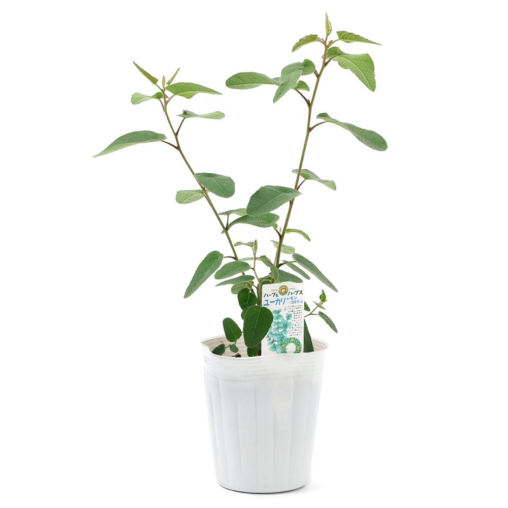 Amazon｜【charm】（観葉植物）ユーカリ レモンユーカリ（レモン
