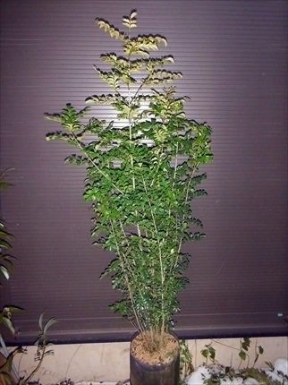 Amazon.co.jp: シマトネリコ 7本以上の株立ち 全長160CM 常緑樹 : DIY