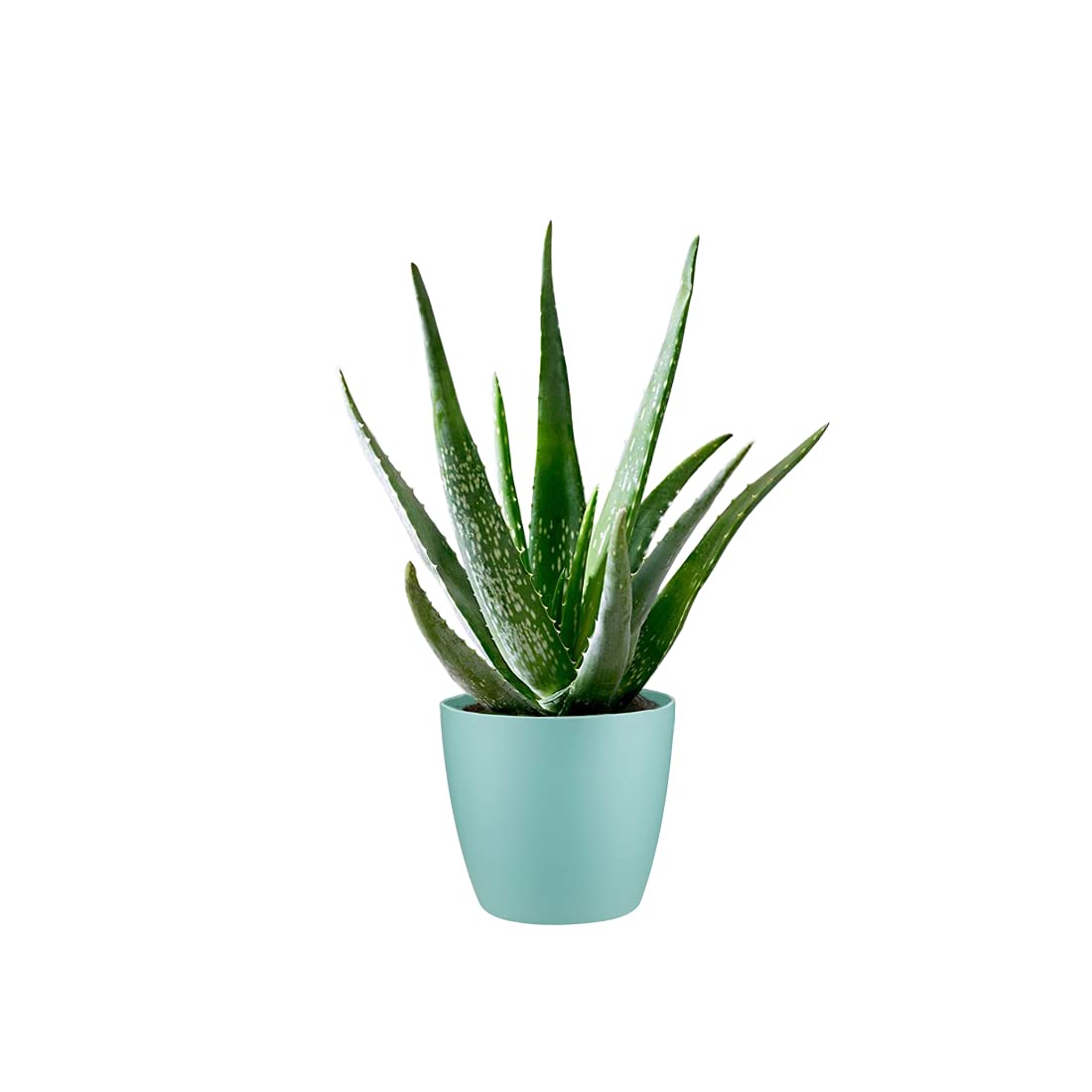 Carbeth Plants Aloe Vera Plant - Large Plant Including Mint Pot