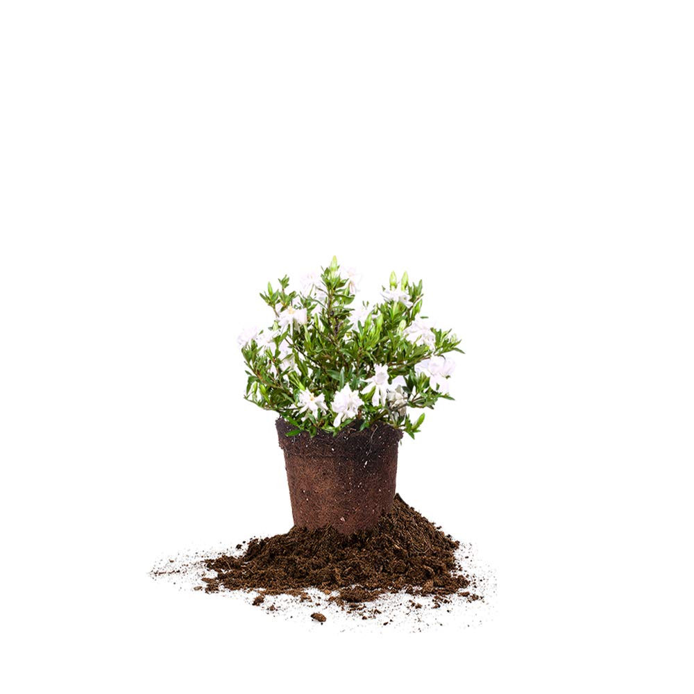 Perfect Plants Radican Gardenia