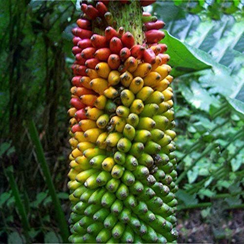 Platones Dwarf Colourful Banana 1 Live Plant (B092VD16MQ) Amazon Price History, Amazon Price Tracker