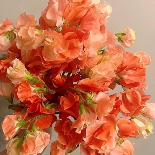 semi di veccia, pisello odoroso, come per gli ospiti amici selvatici per luoghi soleggiati recisi autunnali resistenti da balcone 55pcs