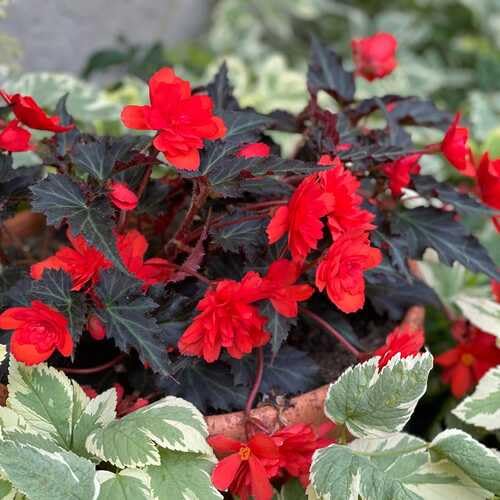 100pcs Fresh Red Begonia Flower Seeds