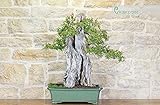  Bonsaï à la grenade Yamadori (3)