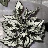 semillas de begonia de jardín rocas jardín Decoraciones exteriores ornamentales con rocas resistentes pleno sol Parterres 85pcs