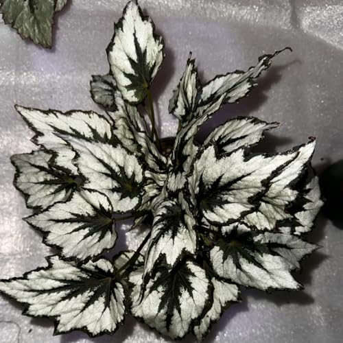 begoniensamen - garten balkongewächshäuser 200pcs