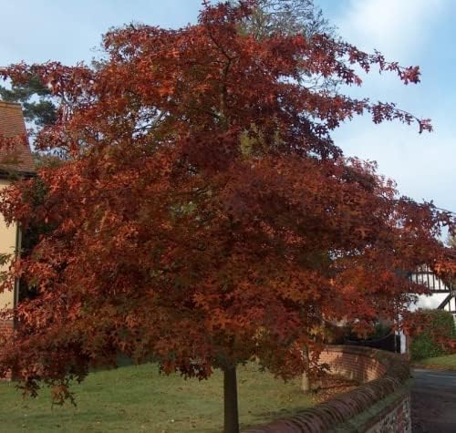Red Oak (Quercus rubra) Field Grown Hedging Plants Tree Whip Sapling (5, 2-3ft (60-90cm))